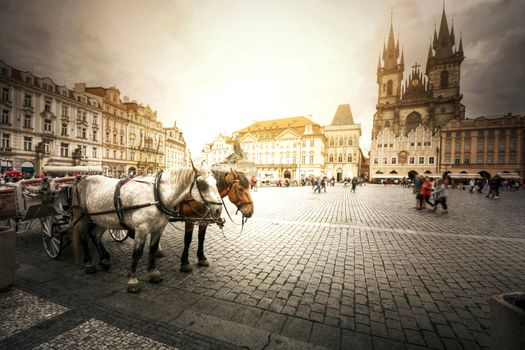 Team of horses in Old Town with Tyn Church, Prague.