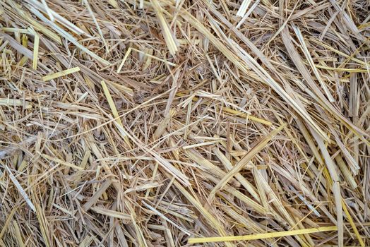 Dry straw background pattern (Top View). Nature Background.