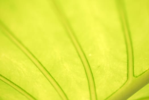 Closeup of green leaf in the garden. Greenery background.