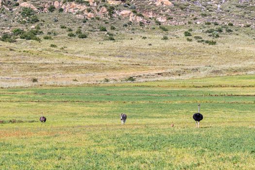 A Burchells zebra and male and female ostriches with a chick at Uithoek near Fouriesburg in the Free State Province