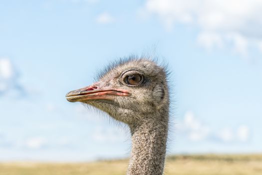 Close-up profile of the face of a male ostrich at Uithoek near Fouriesburg in the Free State Province