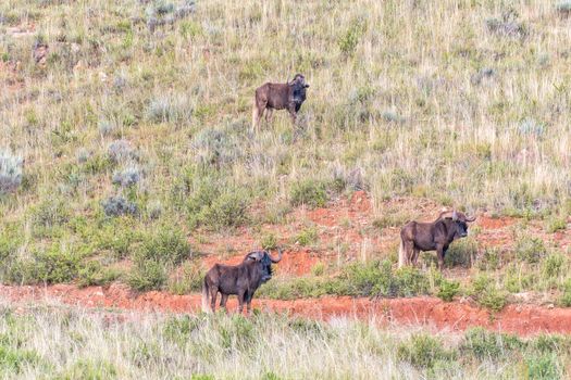 Three black wildebeest, Connochaetes gnou, on the slope of a mountain shortly before sunrise at Uithoek near Fouriesburg in the Free State Province