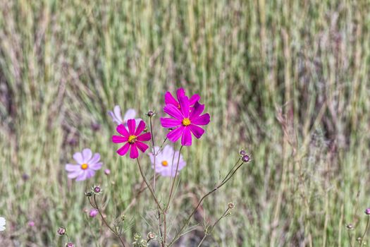 A bee is visible on a bright pink Cosmos flower, Cosmos bipinnatus