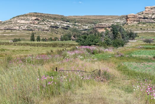 An old farm gate and cosmos flowers, Cosmos bipinnatus, near Fouriesburg in the Free State Province