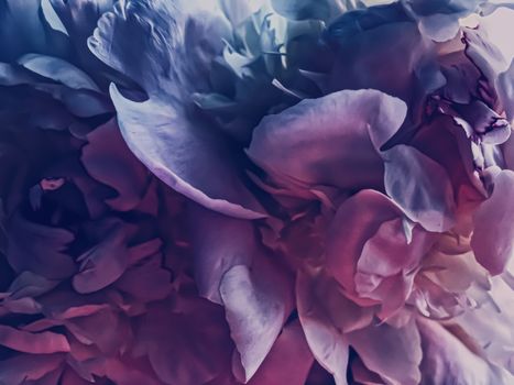 Purple peony flower as abstract floral background for holiday branding design