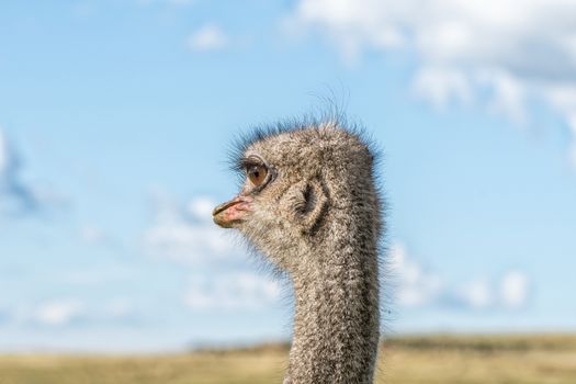 Close-up profile of the face of a male ostrich. The ear is visible