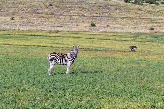 Side view of a Burchells zebra with a male ostrich running in the back