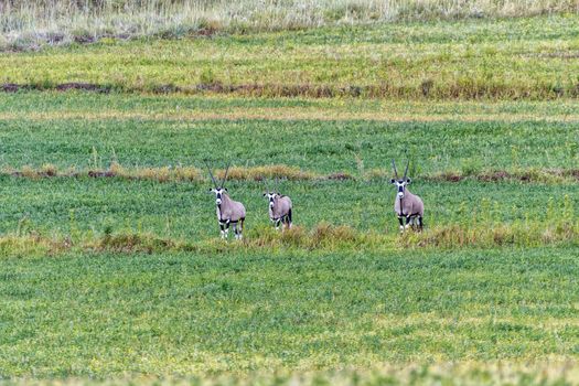 Three oryx in a lucerne field at Uithoek near Fouriesburg in the Free State Province