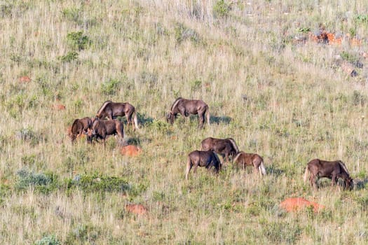 A herd of black wildebeest, Connochaetes gnou, on the slope of a mountain at Uithoek near Fouriesburg in the Free State Province