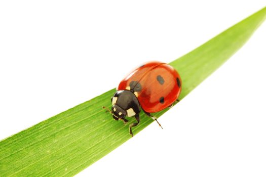 ladybug on grass isolated on white background macro