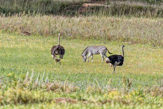 A Burchells zebra and male and female ostriches with a chick at Uithoek near Fouriesburg in the Free State Province