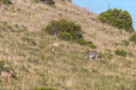 A Burchells zebra, Equus quagga burchellii, on the slope of a mountain at Uithoek near Fouriesburg in the Free State Province