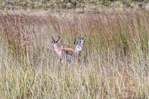 Three springboks, Antidorcas marsupialis, between tall grass at Uithoek near Fouriesburg