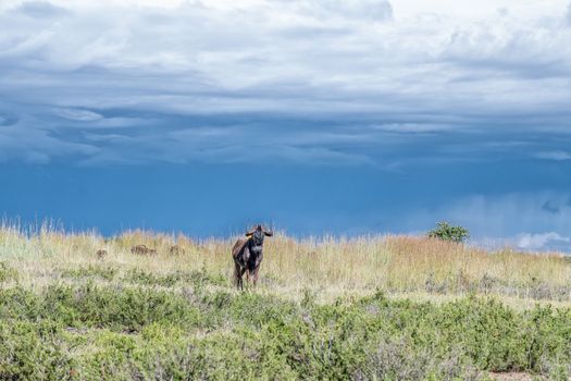 A black wildebeest, Connochaetes gnou, against dark clouds at Uithoek near Fouriesburg in the Free State Province