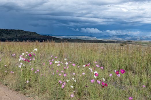 Red, pink and white Cosmos flowers, Cosmos bipinnatus, and thatching grass with a backdrop of a brewing storm