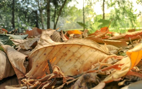 Yellow leaves on the floor in the autumn sunlight