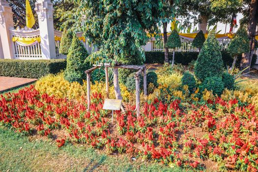 Blooming Celosia flowers in a garden
