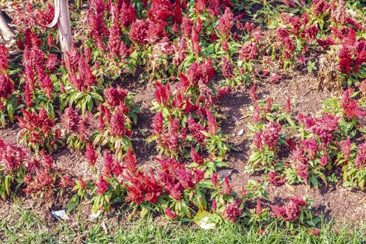 Blooming Celosia flowers in a garden in summer