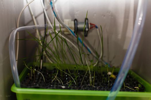 A close up of a plastic container with a green plant. High quality photo