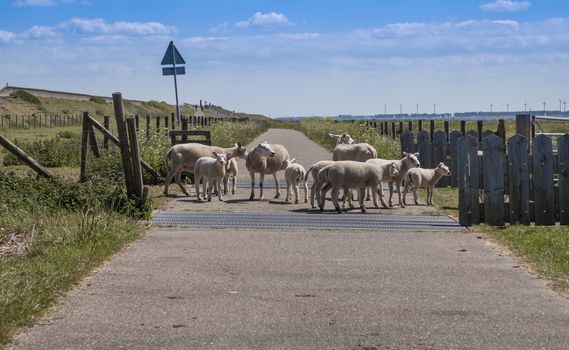 sheep walk on a bicycle path in the netherlands, with the haringvliet and the windmills of Middelharnis in the background