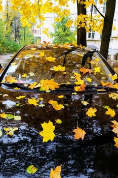 Abstract background of autumn leaves. Autumn background.