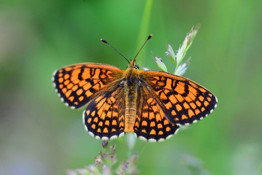 orange butterfly close detail over green natural background