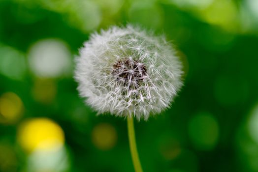  dandelion plant close detail with green natural background