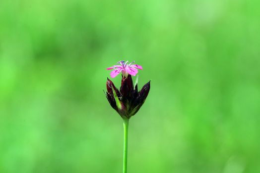 wild flower close detail green natural background