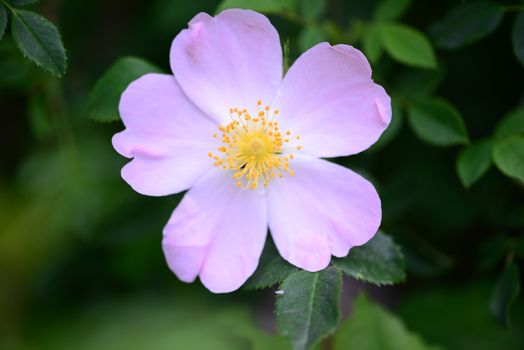 Rosa Canina flower close detail nature background