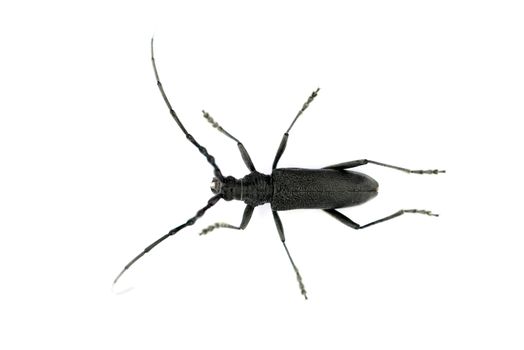 black long-horned beetle Stictoleptura canadensis insect over white