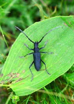 black long-horned beetle Stictoleptura canadensis insect on green leaf