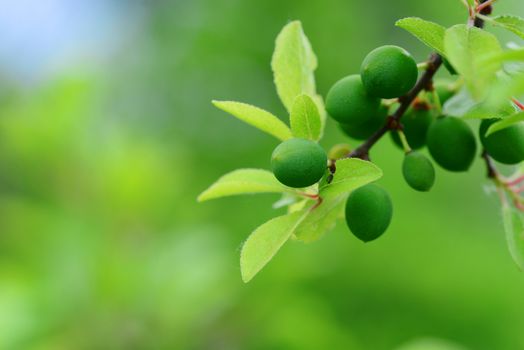 Green Blackthorn fruits Sloe Or Prunus Spinosa On Tree Branch