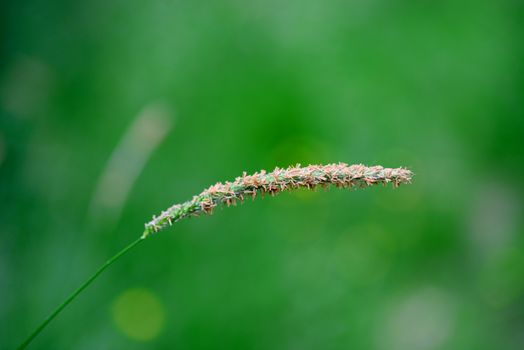 Tall Grass Seed close detail with green natural background