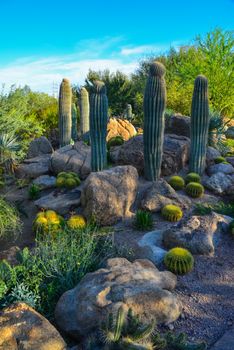 USA, PHENIX, ARIZONA- NOVEMBER 17, 2019:  A group of succulent plants Agave and Opuntia cacti in the botanical garden of Phoenix, Arizona, USA