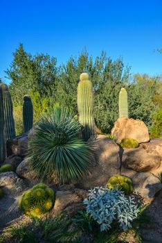 USA, PHENIX, ARIZONA- NOVEMBER 17, 2019:  A group of succulent plants Agave and Opuntia cacti in the botanical garden of Phoenix, Arizona, USA