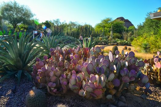 Different types of prickly pear cacti in a botanical garden in Phoenix, Arizona