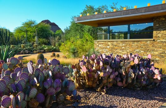 USA, PHENIX, ARIZONA- NOVEMBER 17, 2019:  Different types of prickly pear cacti in a botanical garden in Phoenix, Arizona