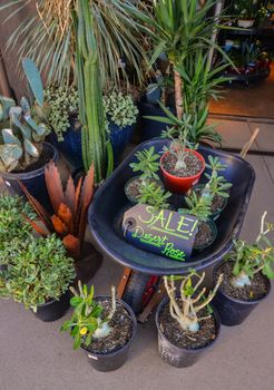 USA, PHENIX, ARIZONA- NOVEMBER 17, 2019:  a shop selling different types of cacti and plants in the Phoenix Botanical Garden, Arizona