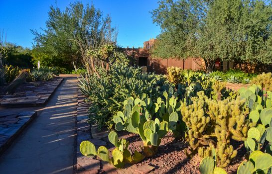 Different types of prickly pear cacti in a botanical garden in Phoenix, Arizona