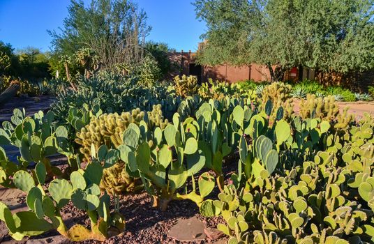 Different types of prickly pear cacti in a botanical garden in Phoenix, Arizona