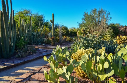 Different types of prickly pear cacti in a botanical garden in Phoenix, Arizona