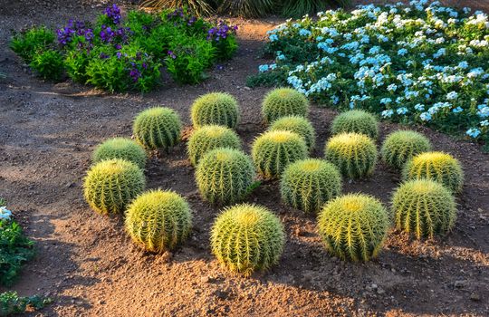 A group of succulent plants of Echinocactus cacti in the Phoenix Botanical Garden, Arizona, USA