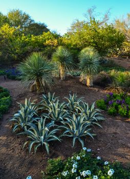 USA, PHENIX, ARIZONA- NOVEMBER 17, 2019:  A group of succulent plants of Echinocactus cacti in the Phoenix Botanical Garden, Arizona, USA