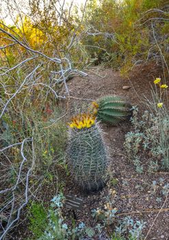 Yellow fruits with seeds on top of a large cactus Ferocactus. Arizona, USA