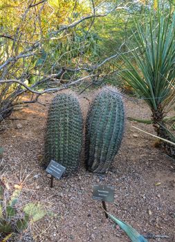 Cactus Ferocactus in the Phoenix Botanical Garden, Arizona, USA