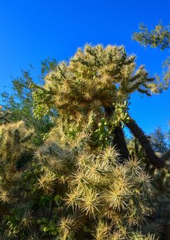 Cactus. Cane Chola Cylindropuntia spinosior on a background of blue sky. Arizona, USA