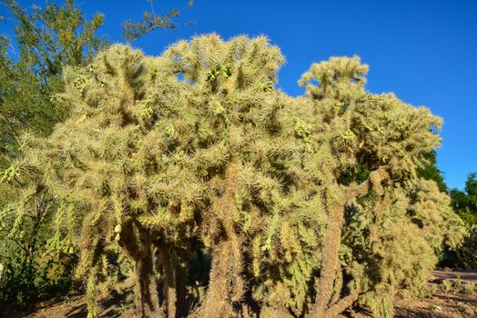 Cactus. Cane Chola Cylindropuntia spinosior on a background of blue sky. Arizona, USA
