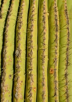 Arizona cacti.  A view looking up a Saguaro cactus (Carnegiea gigantea) from its base