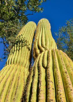 Arizona cacti.  A view looking up a Saguaro cactus (Carnegiea gigantea) from its base
