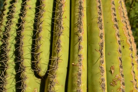 Arizona cacti.  A view looking up a Saguaro cactus (Carnegiea gigantea) from its base